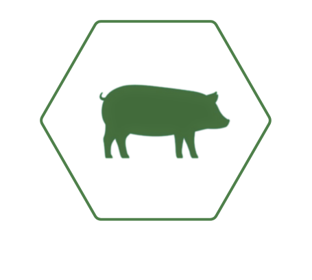 Default Swinehexagon